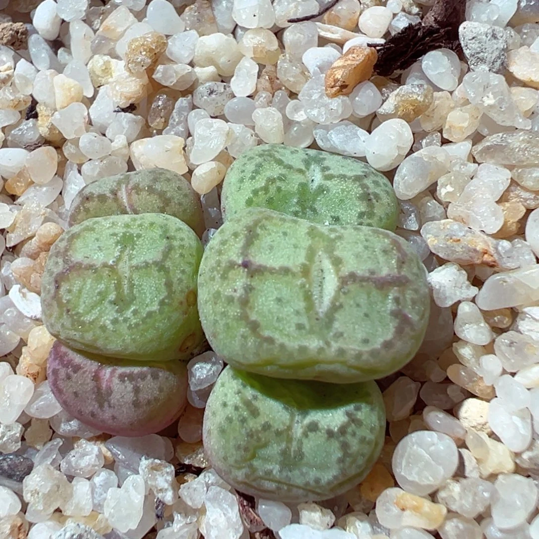 1120-595多肉多肉猴脸