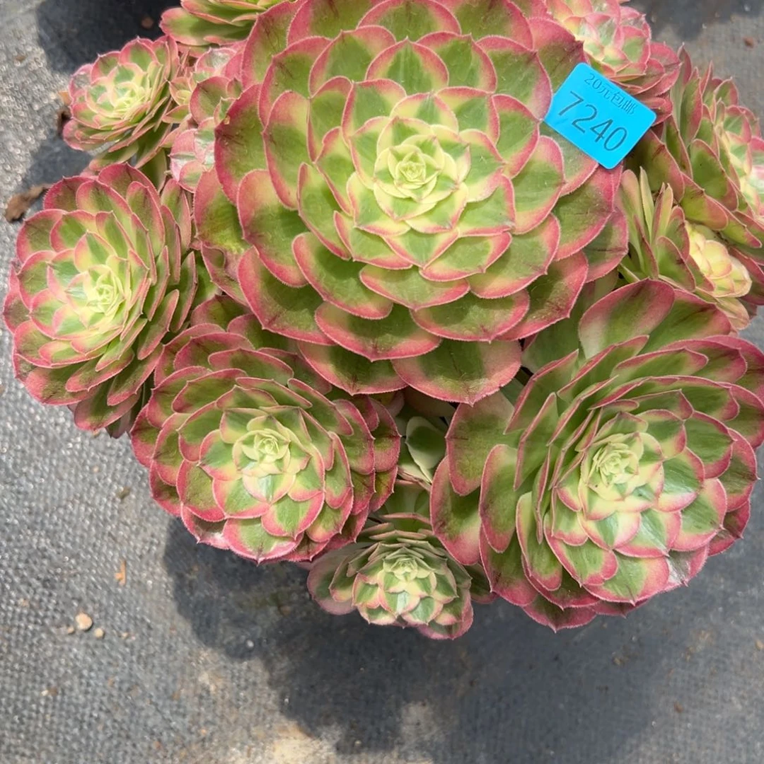 7240玉姿多肉植物系