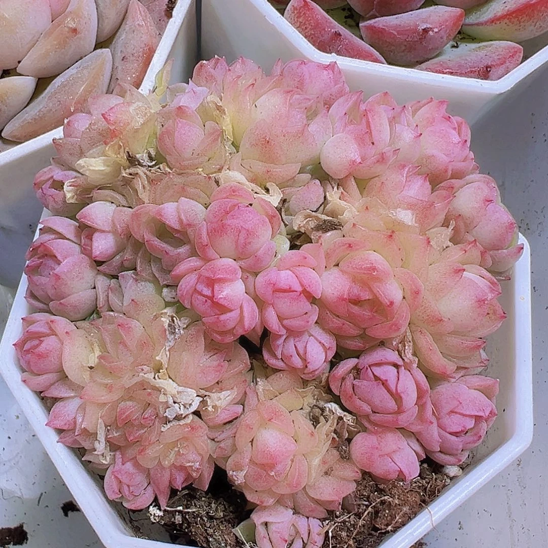 粉麦秆19包邮多肉