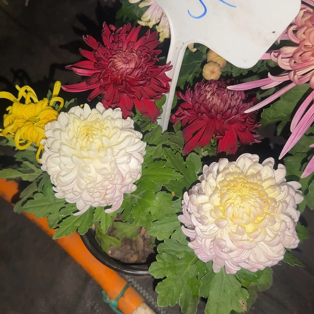 无花朵C5555555555