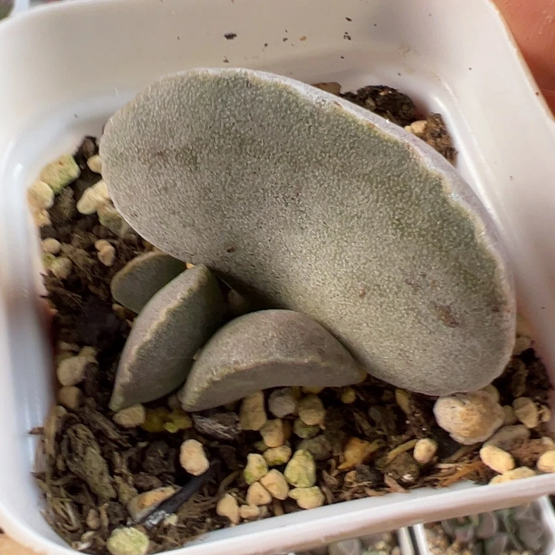 实生新品多肉植物水泡