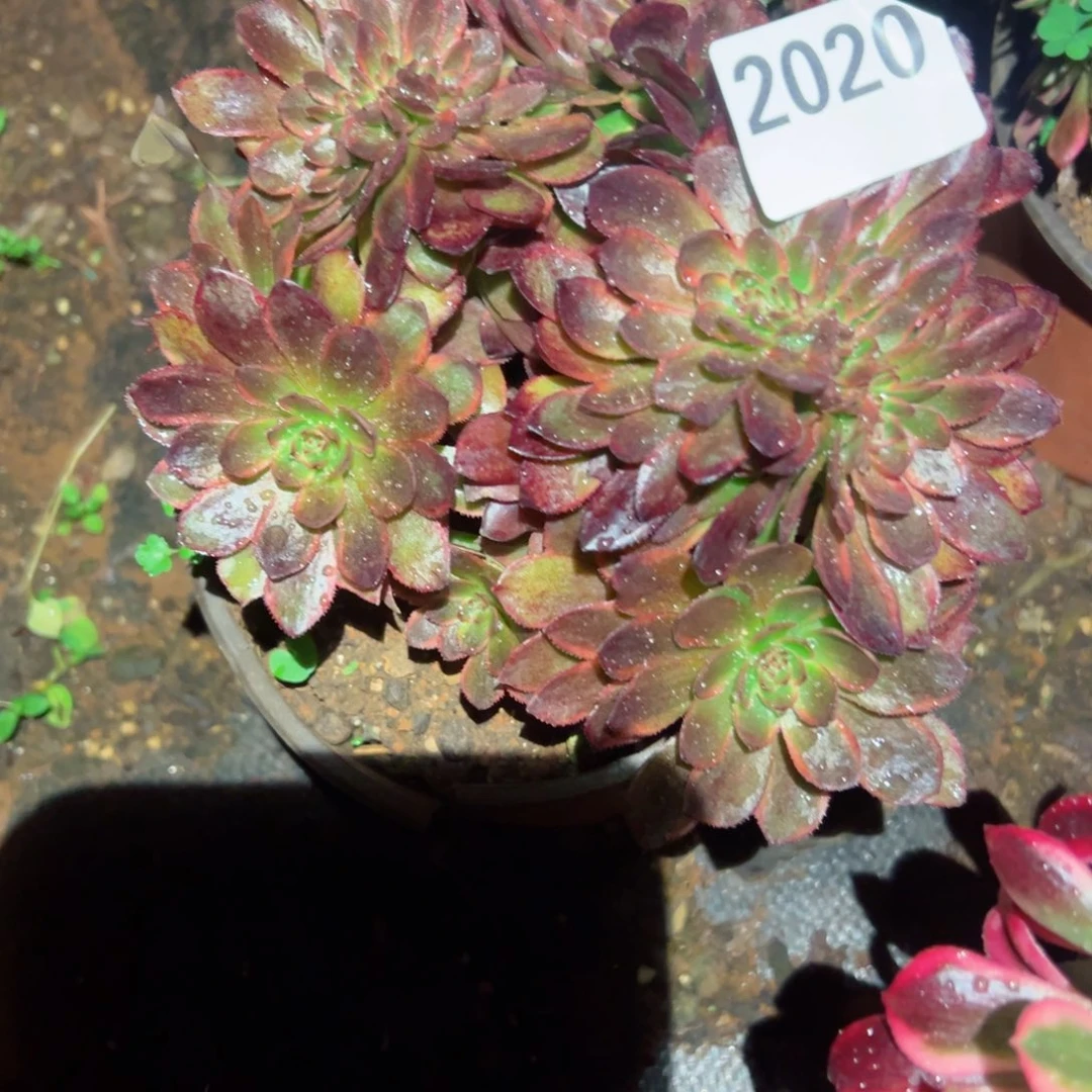 2020 号多肉植物法师新年福利