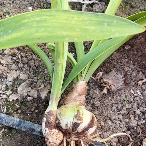 @****子舞蹈皇后有标包对版8-9带侧