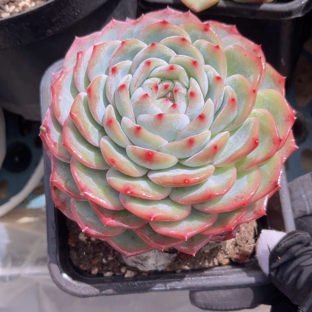 香提卡11公分998克大