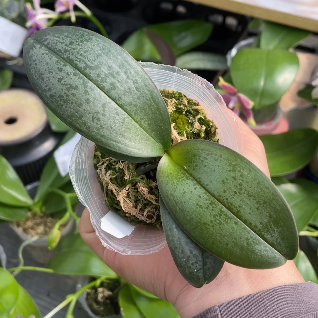 当前无花栽培后可以开花2.5桃之夭夭