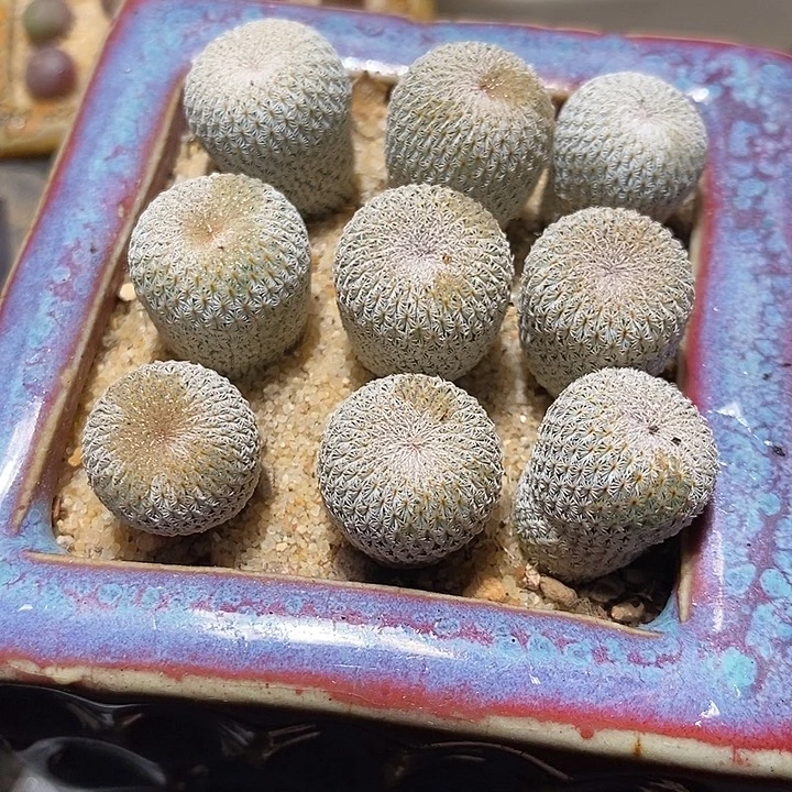 大月世界一颗。