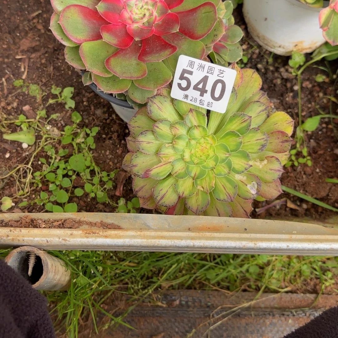 用***7小套餐脱土发货540