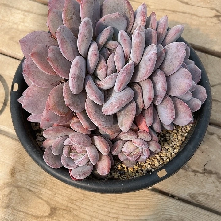 【闪购商品】一**生6头无砍