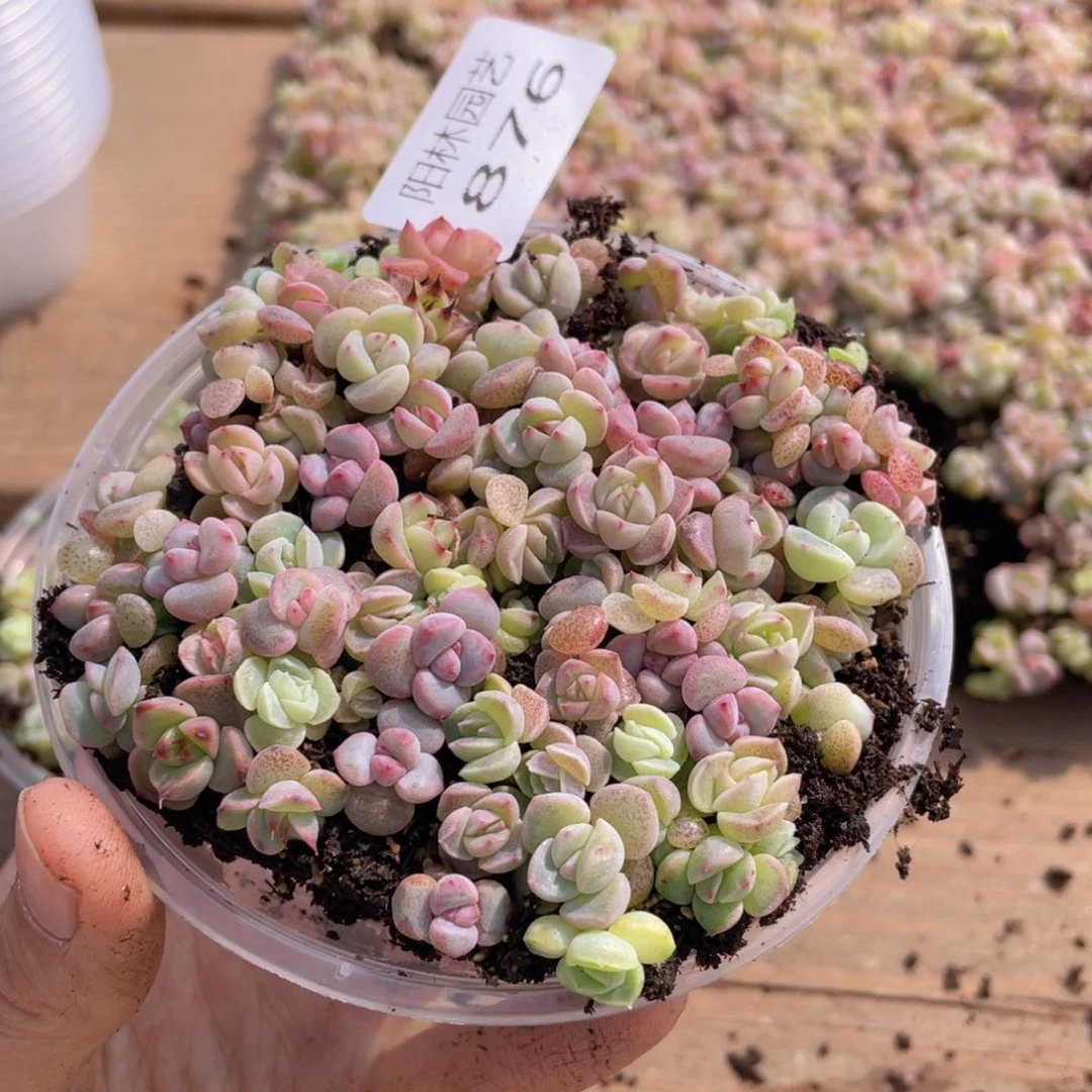 多肉植物多肉植物876