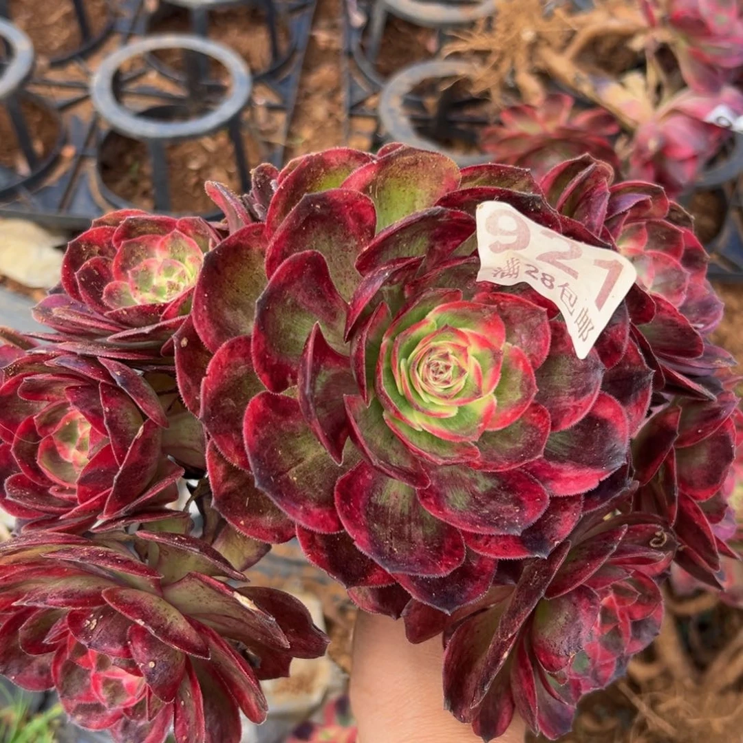 多肉植物的921有干伤