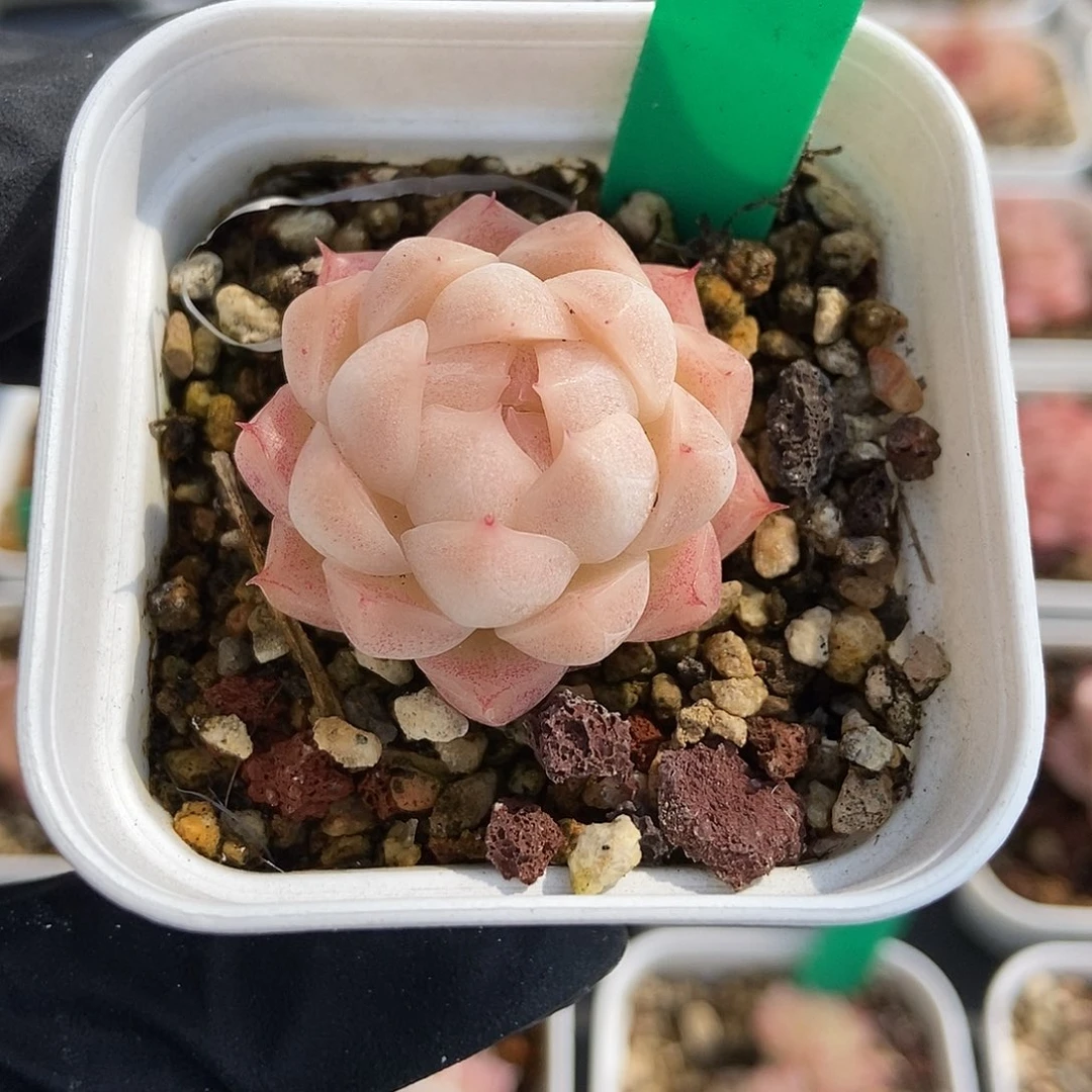 249  星宝精品多肉