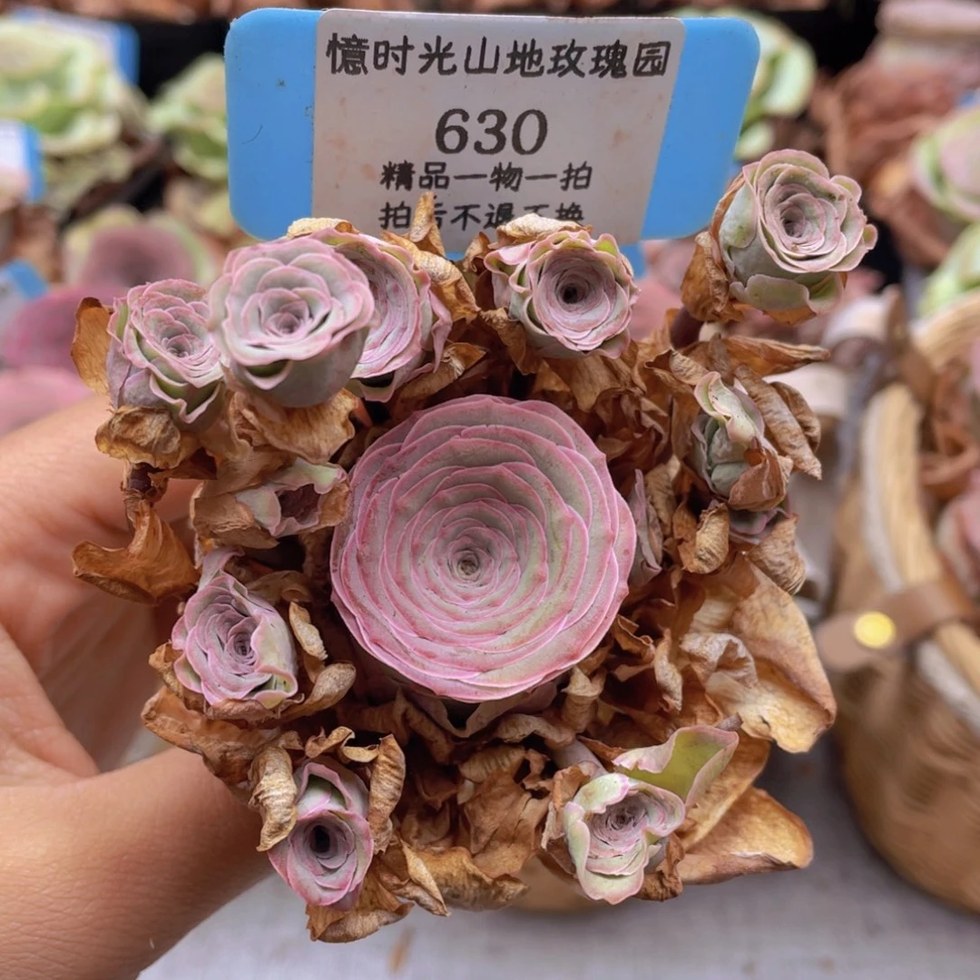 山地玫瑰630断枝不包损不售后