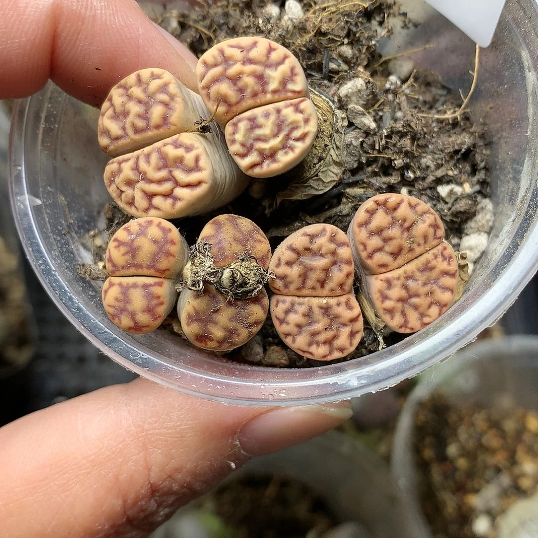 T371多肉植物保护