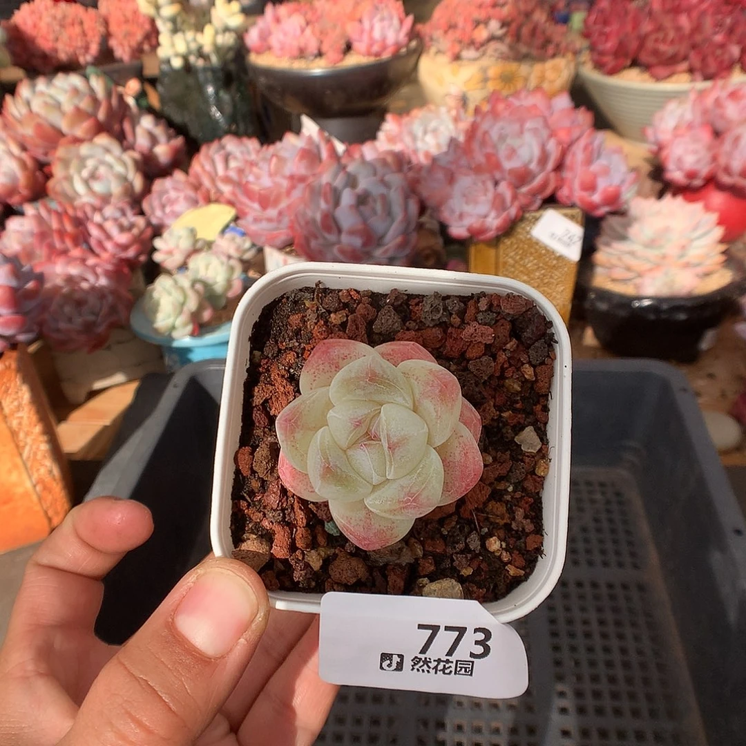 773冰玉多肉植物一物一拍