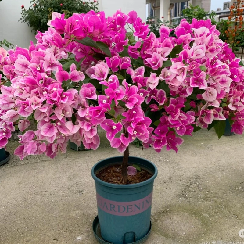 漳红樱三角梅盆栽花卉四季开花耐热耐寒庭院爬藤植物原土发货
