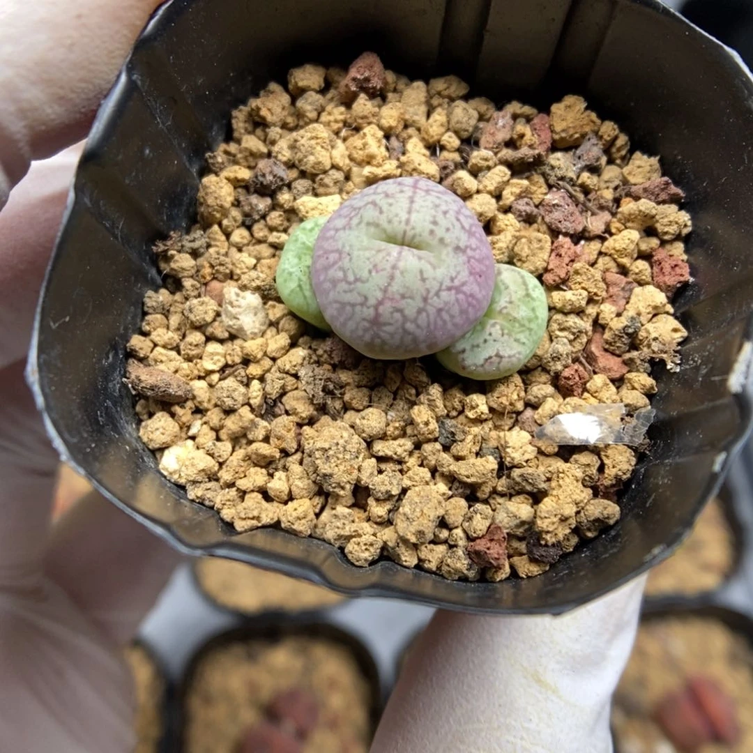多肉植物肉锥杂交K-5526 大饼杂