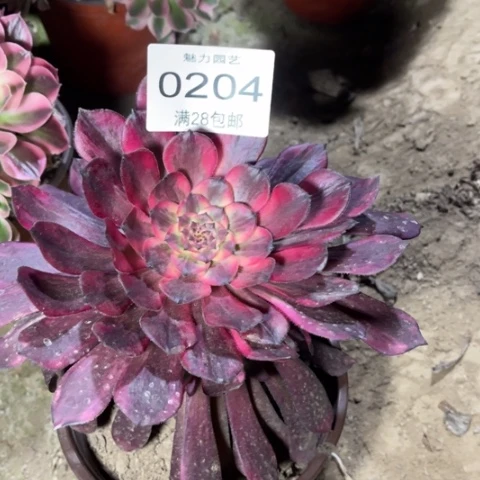 烟花多肉多肉0204