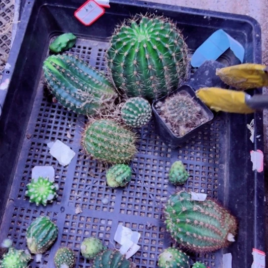 下40框拍无根侧芽小伤斑点徒长无售后