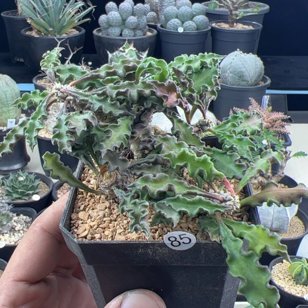 皱叶麒麟大戟一物一拍