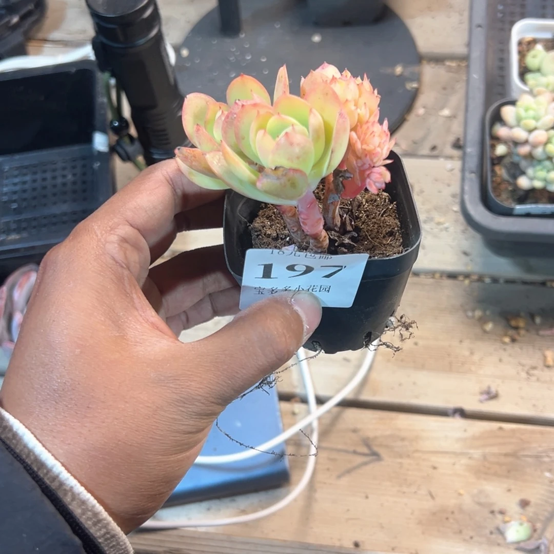 *****197号鸡蛋碧桃缀化一物一拍