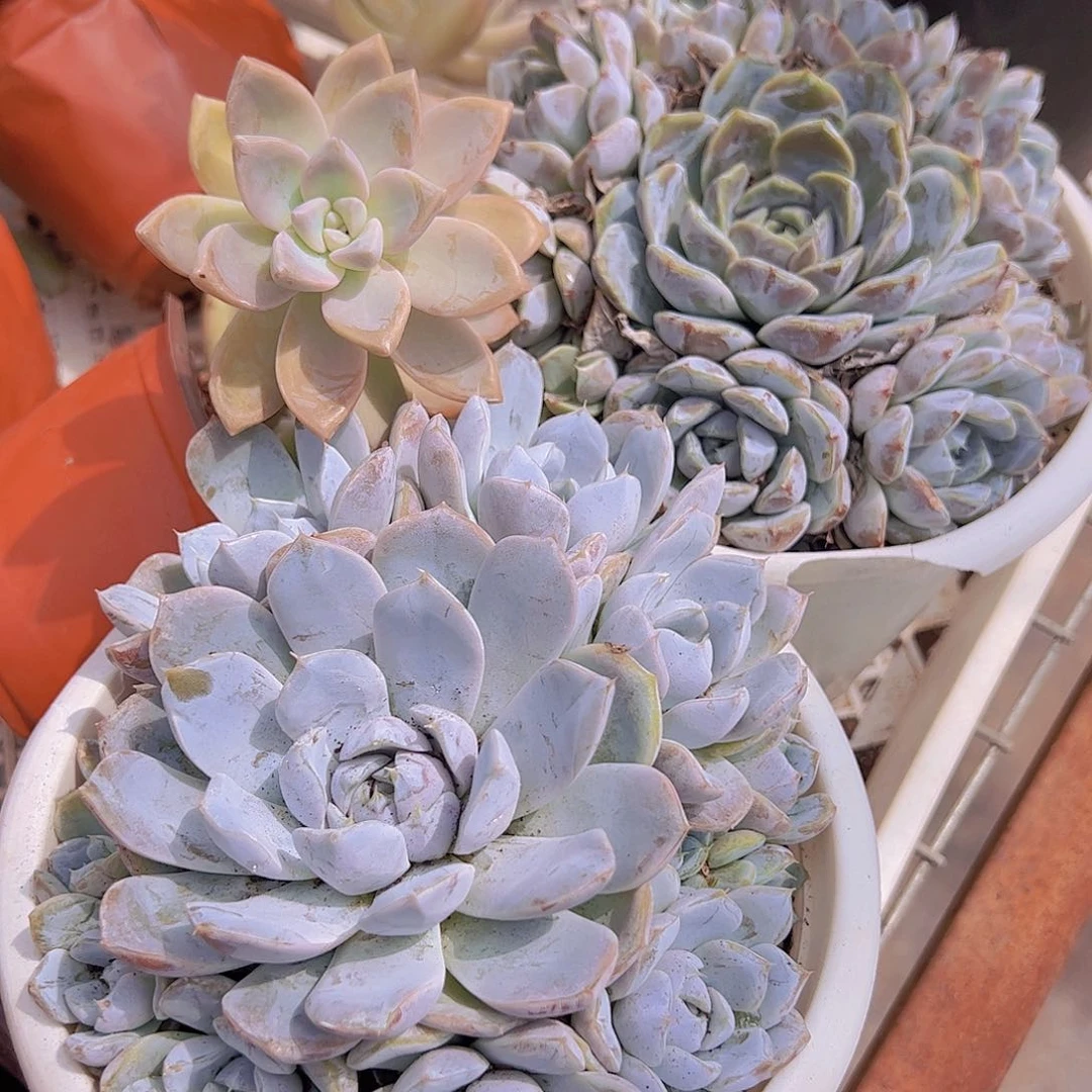 雪兔多头大盆裙精品老桩手捧