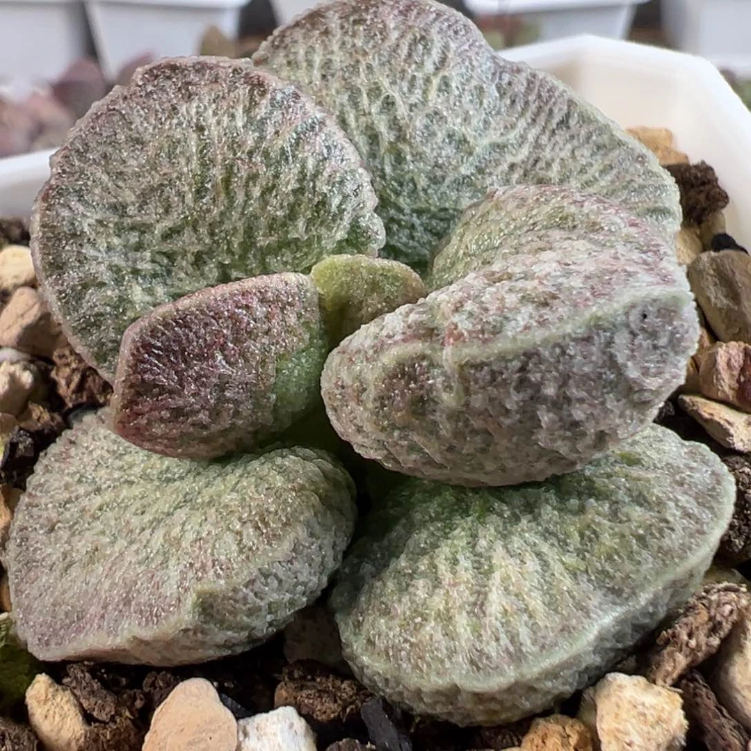 茶 花边冰晶质感绿色系扇叶型实生