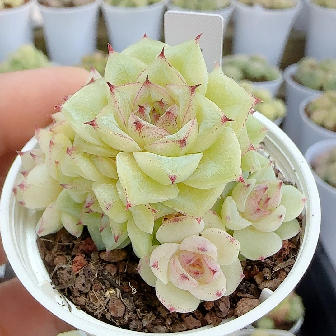 1116-113（xx-59）优选