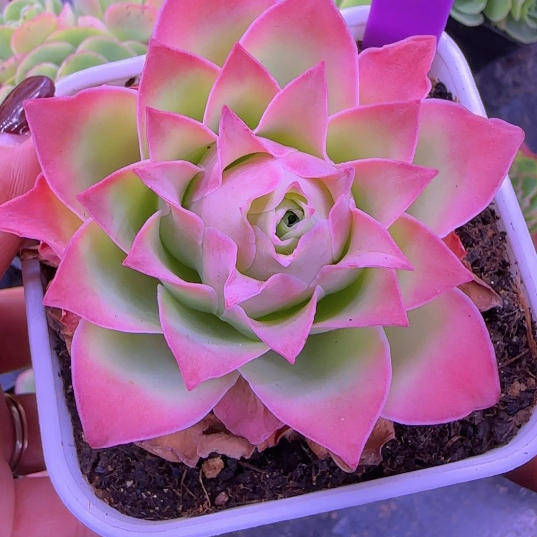 Y*e魅影玫瑰十方杯579