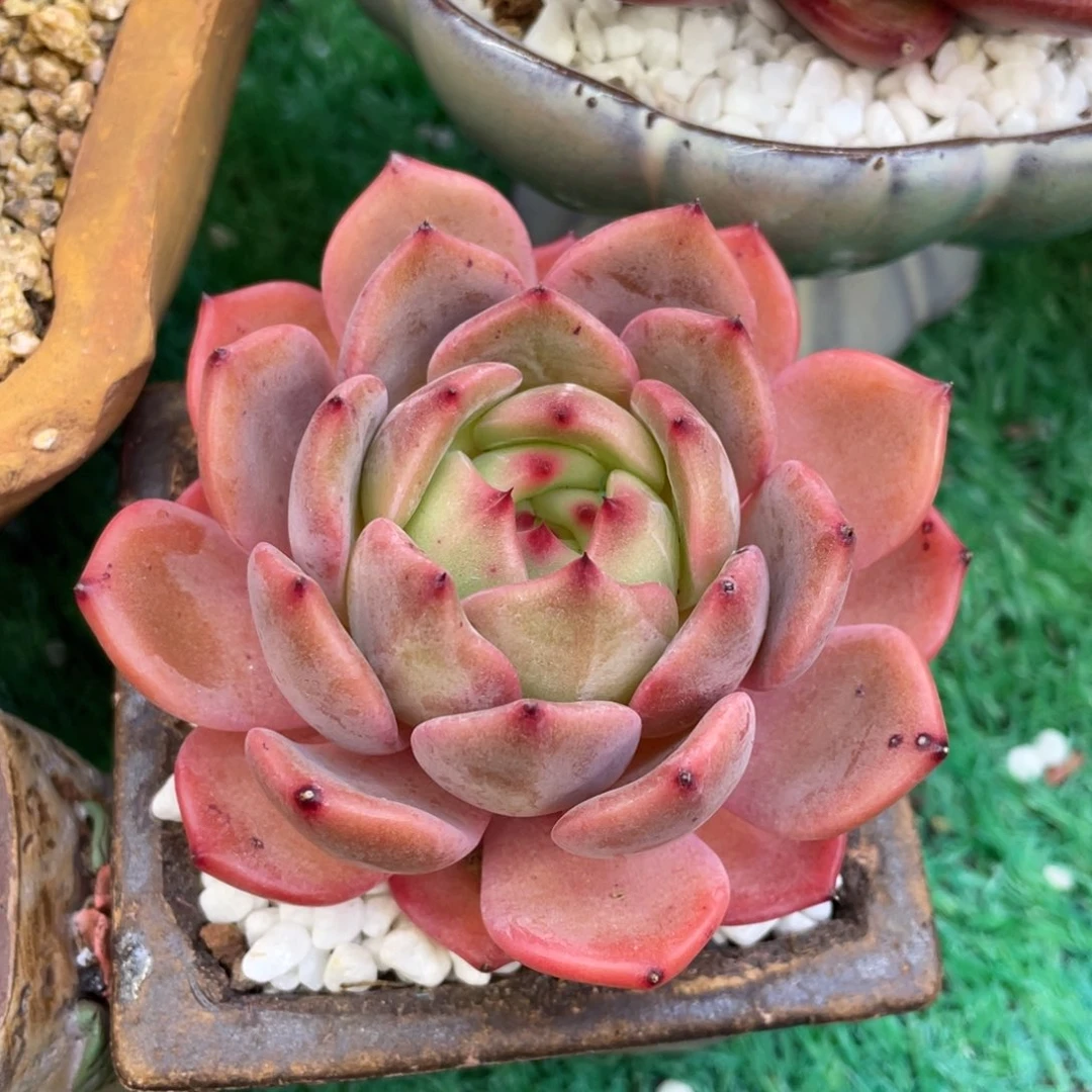 多肉植物盆栽多肉