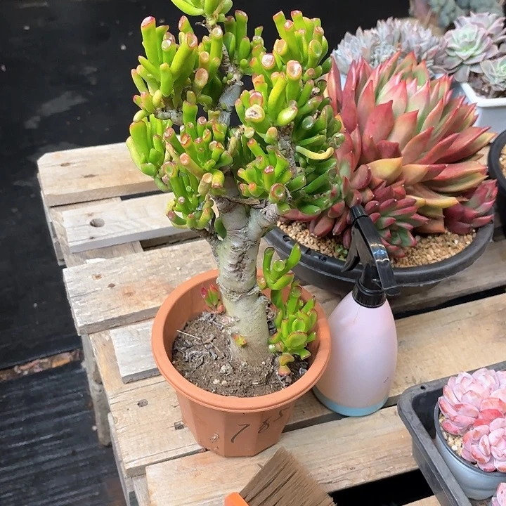 多肉植物，吸财树