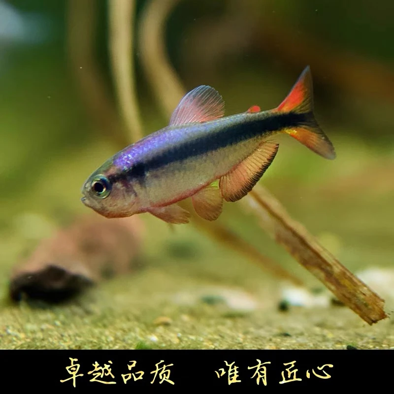 蓝缎带三型灯鱼南美草缸热带冷水高端热带鱼小型观赏鱼活体