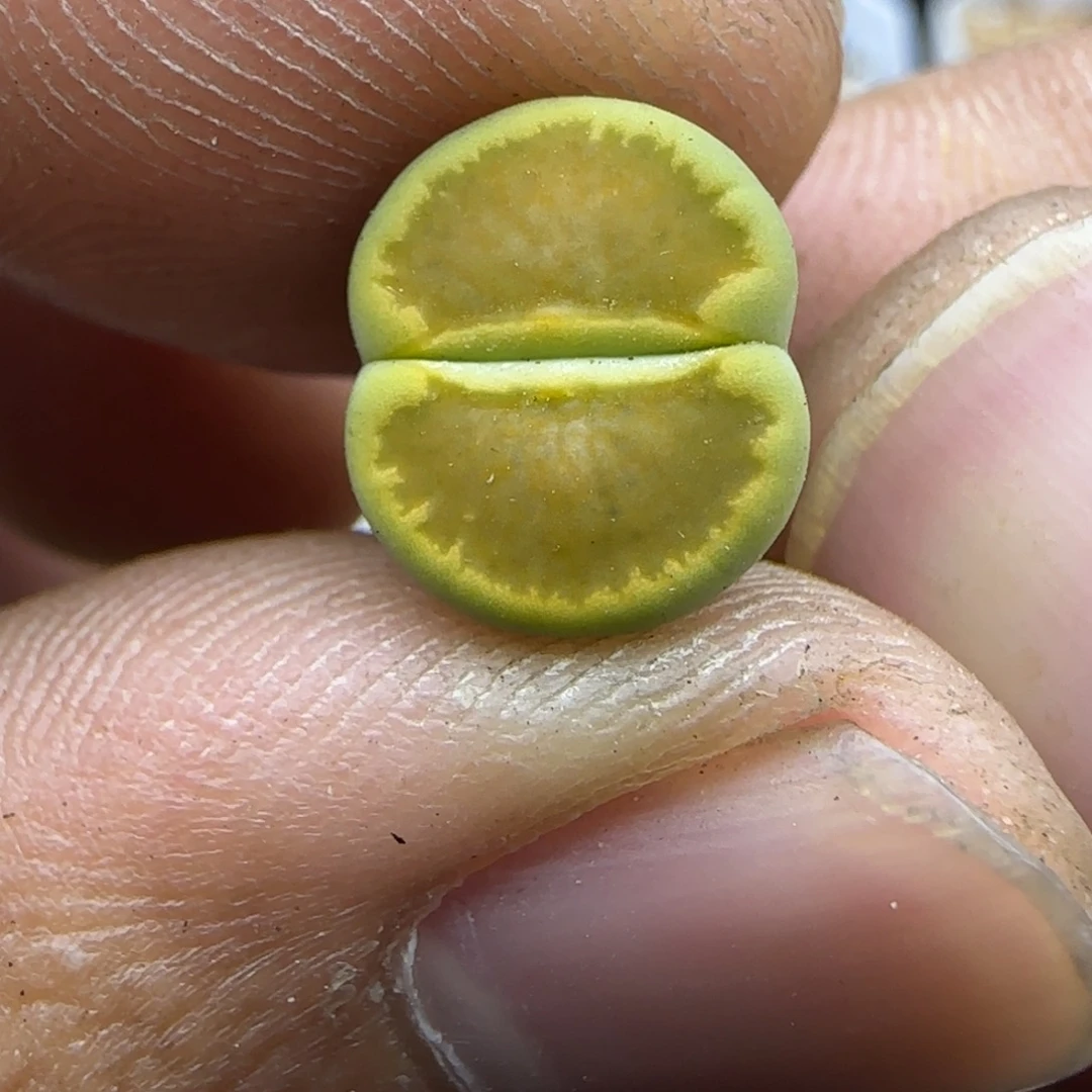 574 生石花大棚直播