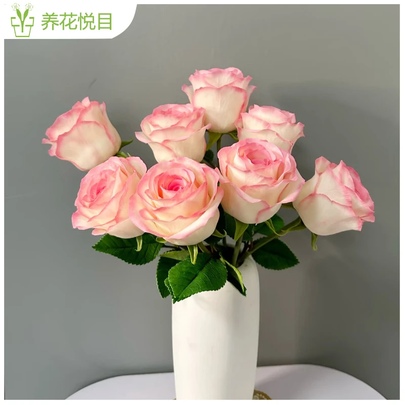 【艾莎玫瑰】一单发普通快递，两单发中通冷链，三单发顺丰冷链