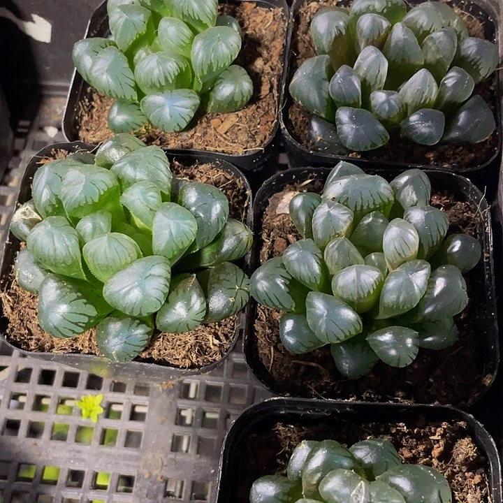 黑姬大玉露带盆土发