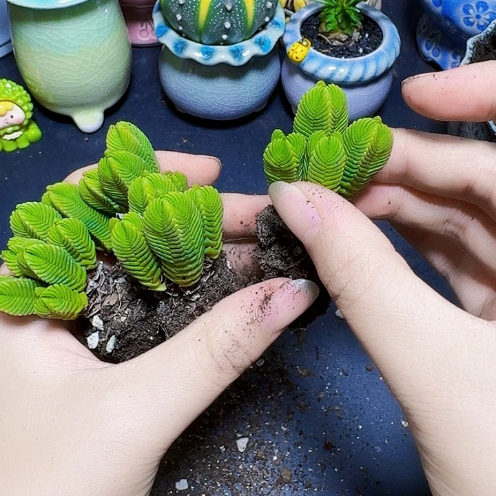 小苗达摩绿塔裸根一颗福利
