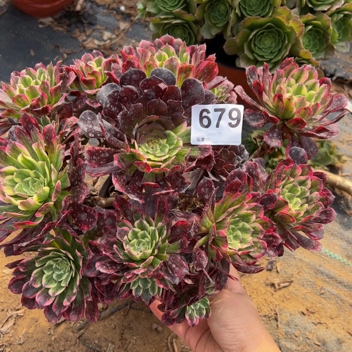 紫烟多肉植物679