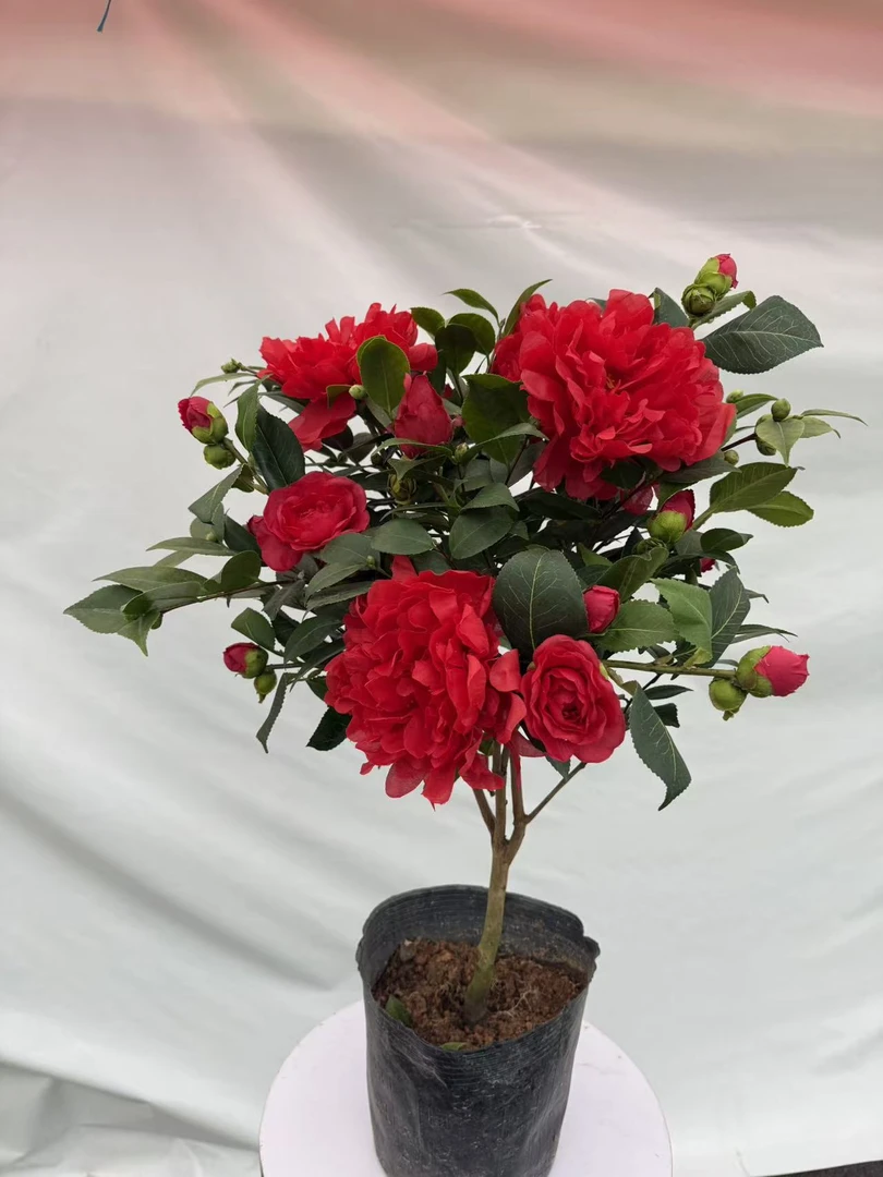 【克瑞墨】正红色大花朵浓香型茶花盆栽地栽南北方种植耐寒花卉