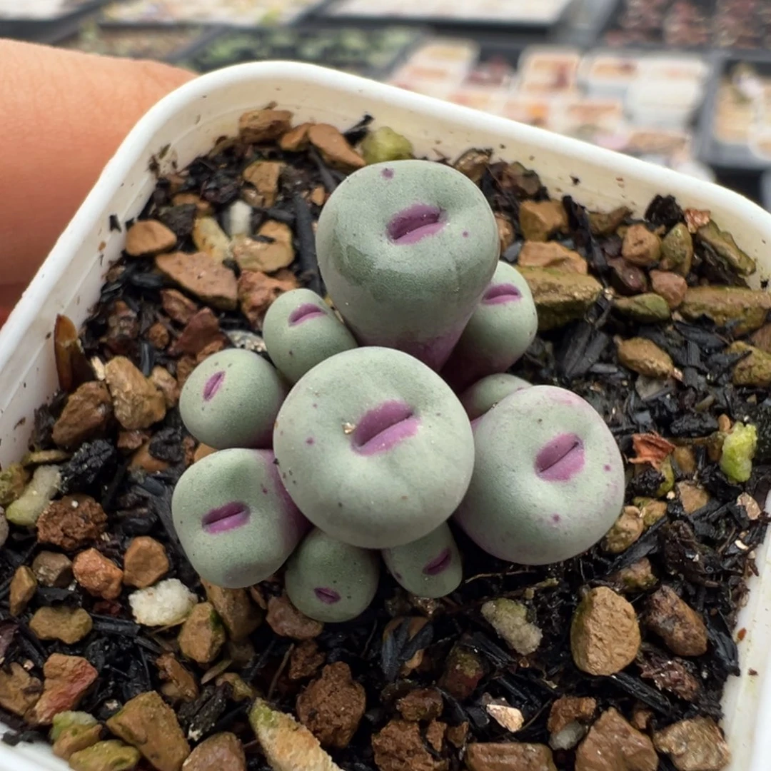 1380小红嘴母本一物一拍