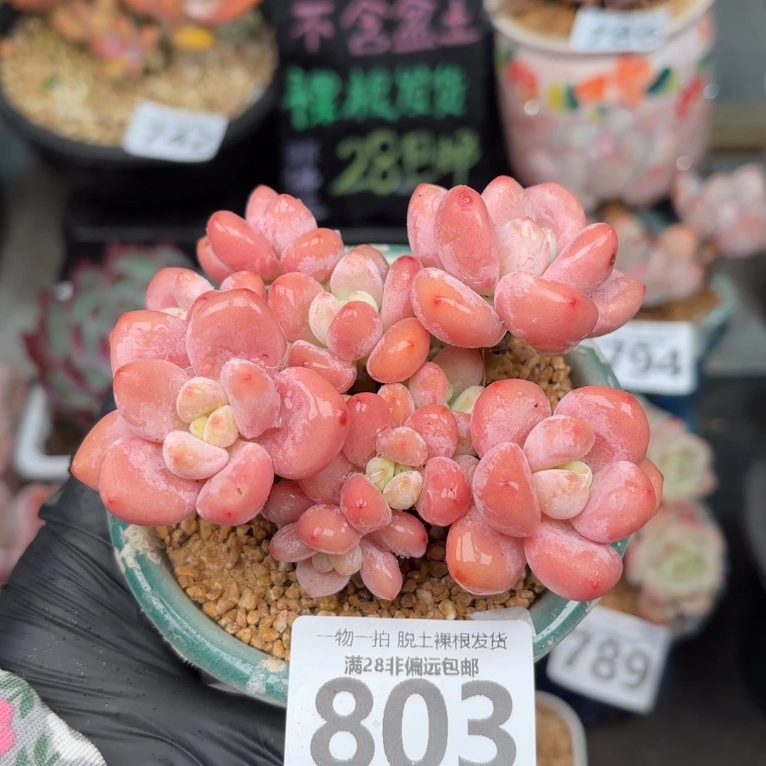 樱花洛神无盆土发货