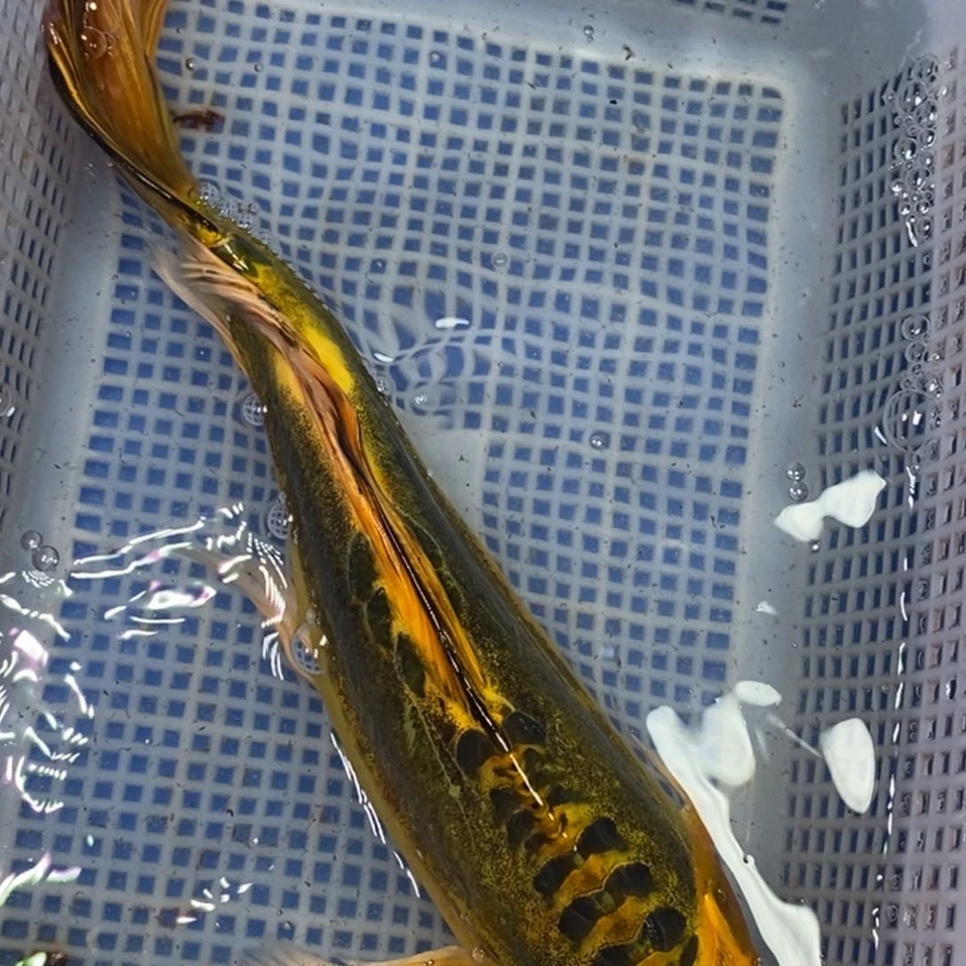 锦鲤冷水锦鲤包邮