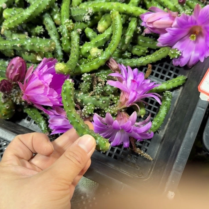 205水仙晴朗歪无根侧牙6公分左右