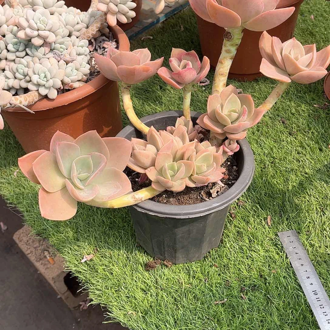 一**埃赫氏多肉植物保护31