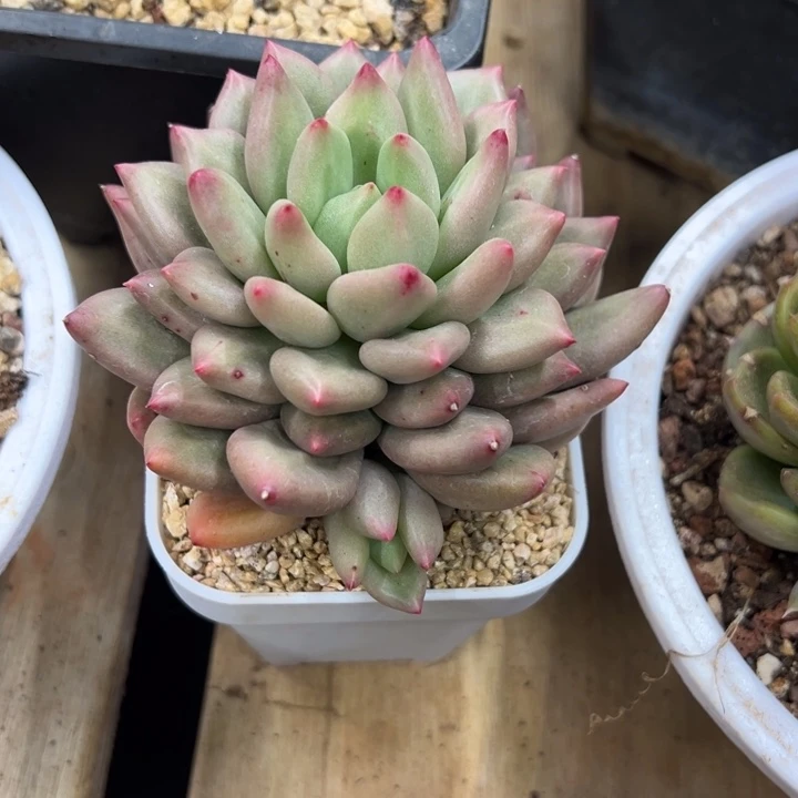 米其林 带侧芽 夏鸣园艺
