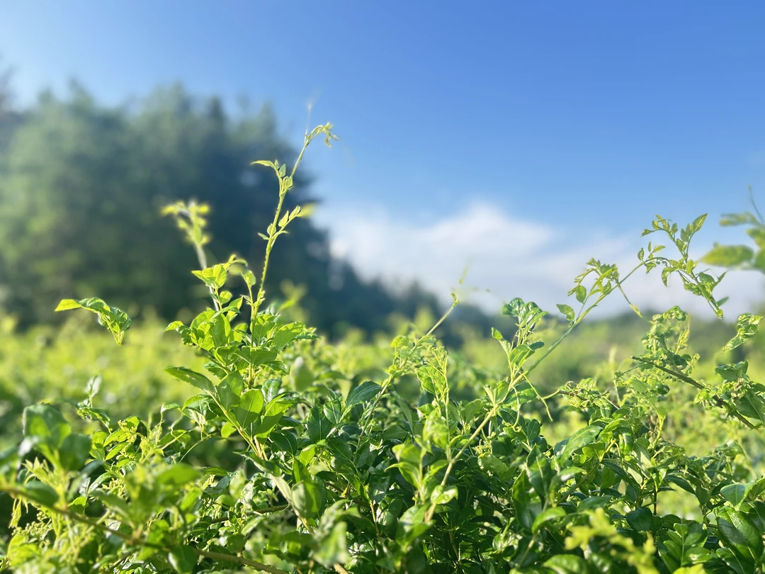 2025来凤藤茶恩施藤茶富硒藤茶龙须藤茶新茶