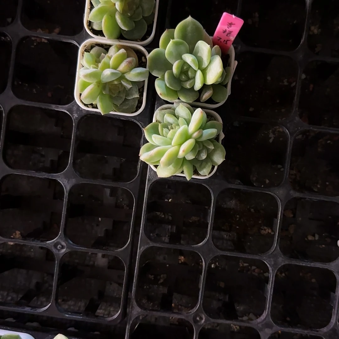 苍梧中苗盆5号床一个满25包邮