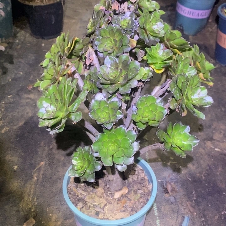 灰法73多肉植物法师法师