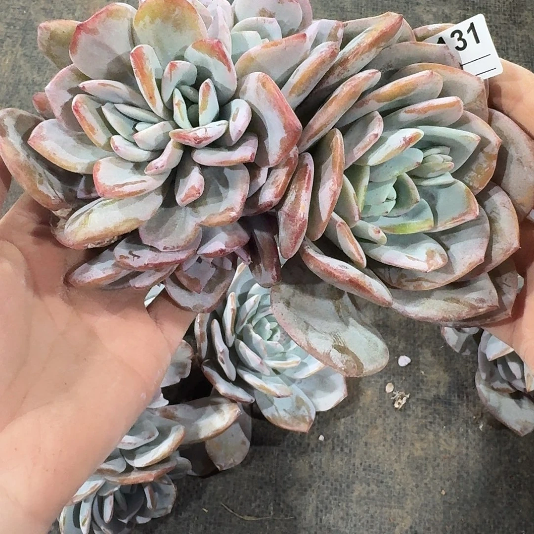 小***帽A131 多肉售后范围：签收起7天内