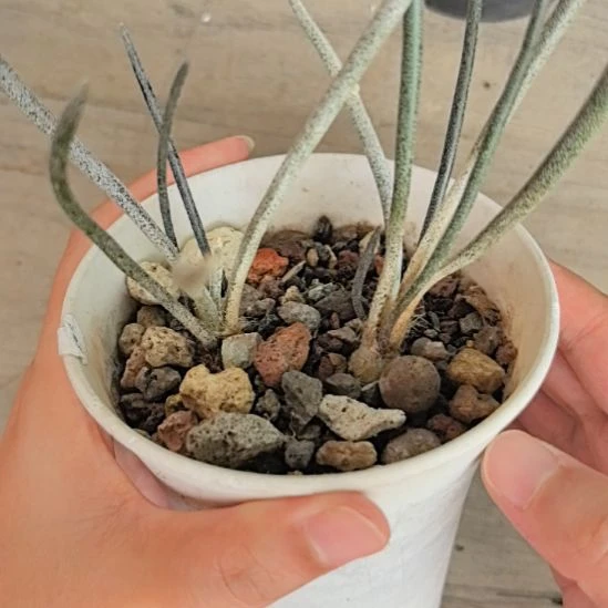 美杜莎两个直径1.5