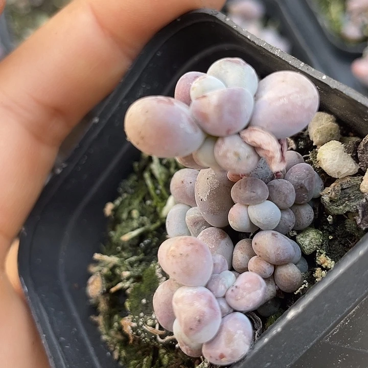 一物一批满18包邮