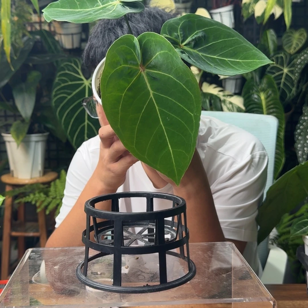 桥***索无花朵一物一拍E125